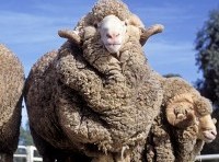 Wool manufacturer clips marketing campaign in wake of South Australian and Victorian bushfires